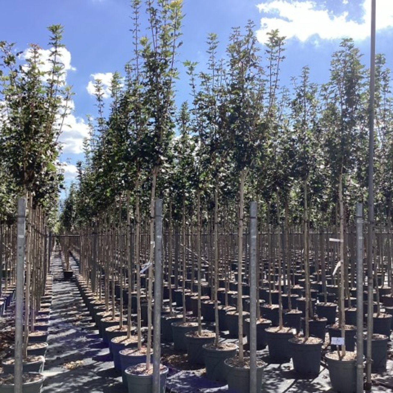 Obrázok Javor poľný (Acer campestre) ´QUEEN ELISABETH´ - výška 310-320 cm, obvod kmeňa 8/10 cm, kont. C30L